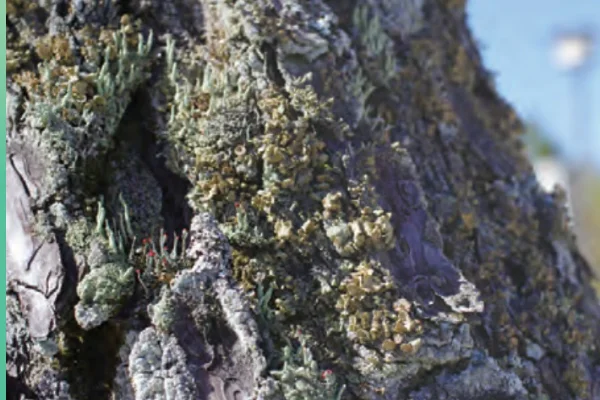 フクレヘラゴケ