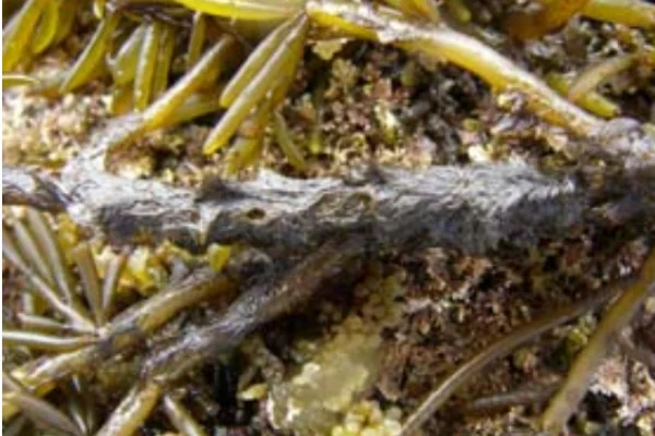 ひじきに着生するクロガシラ