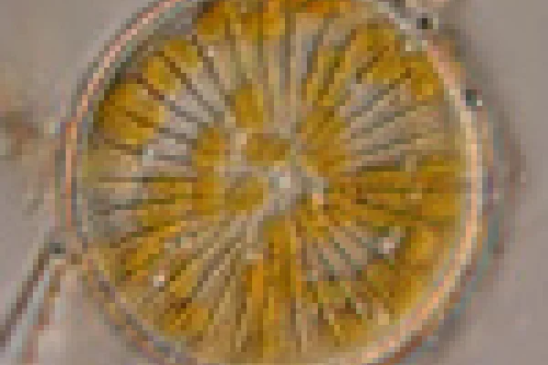 スズキケイソウ