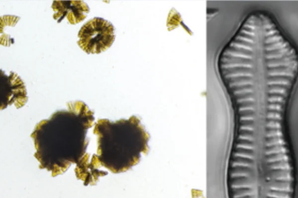 クサビケイソウ