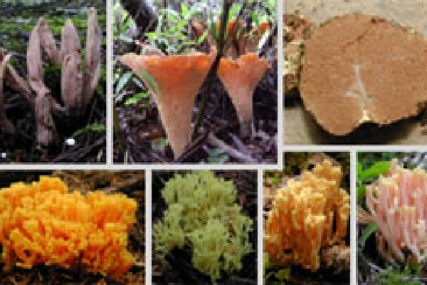 ラッパタケの仲間