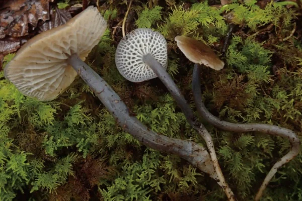 ブータン_正体不明のキノコ