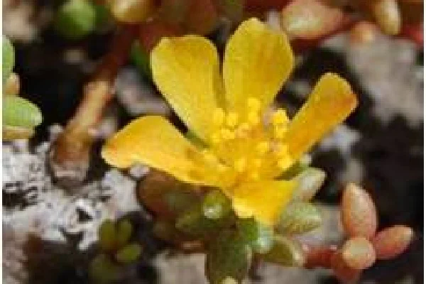 オキナワマツバボダン （ヒユ科）