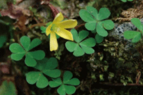 アマミカタバミ