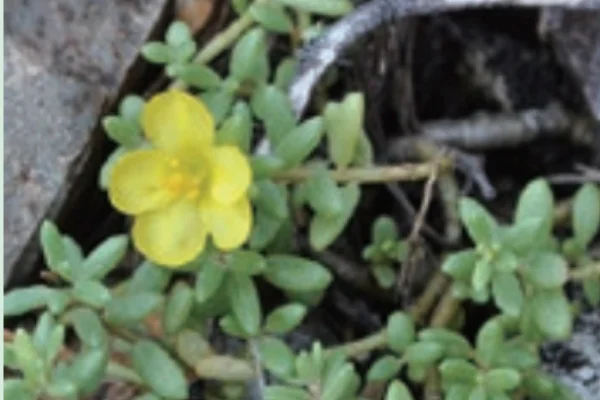 アマミマツバボタン