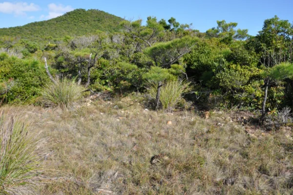琉球列島伊是名島