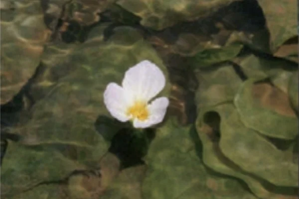 水草の花