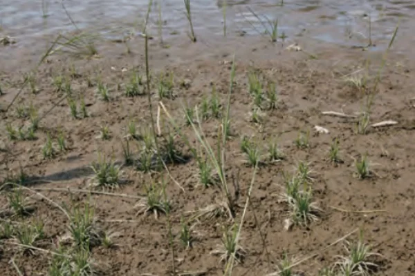 コシガヤホシクサ