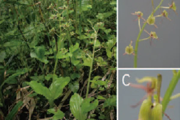 新種シテンクモキリ