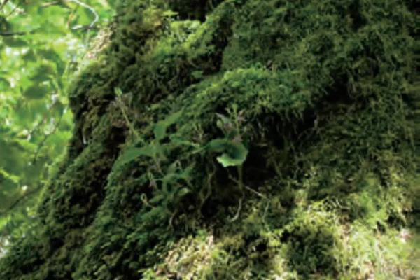 フガクスズムシソウ