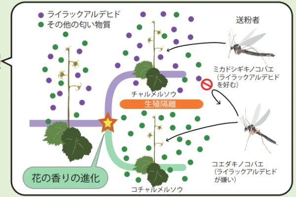 チャメルソウの仲間の系統樹