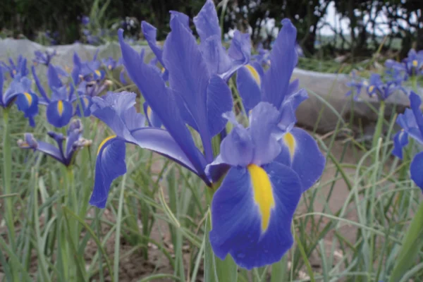 ダッチアイリスの青い花