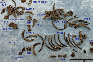 ステラーダイカイギュウ