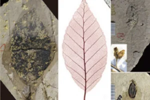 種子島_タイワンブナ類似化石