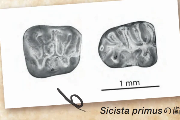 Sicista primusの歯