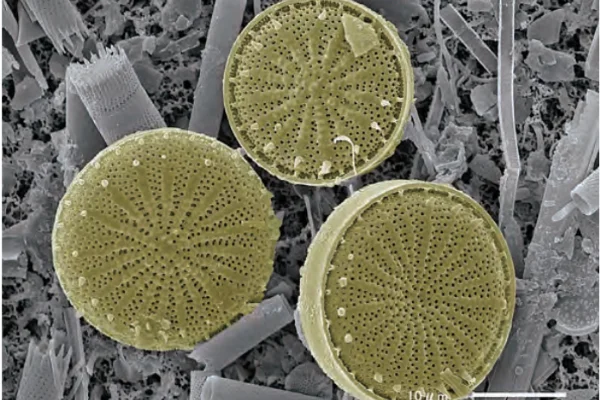 スズキケイソウ