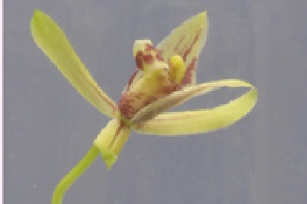 マヤランとスルガランの雑種