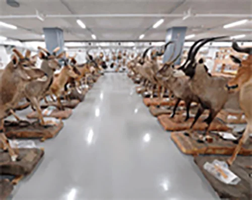 哺乳類標本室（自然史標本棟7階）