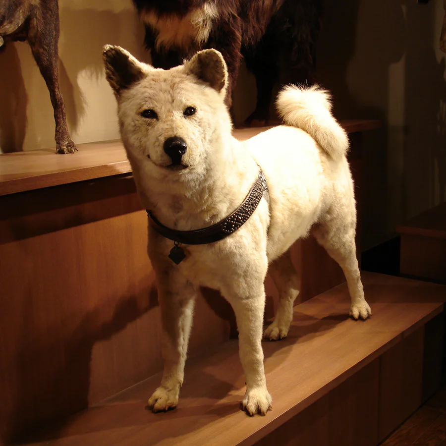 日本館秋田犬（ハチ）