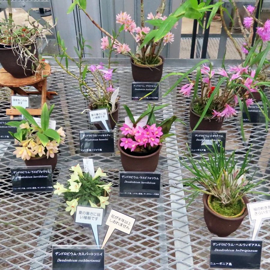 つくば蘭展
