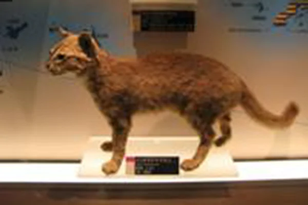 イリオモテヤマネコ剥製標本