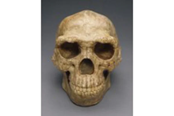 8-1.北京原人復元頭骨レプリカ（F.ワイデンライヒ復元）（中国）