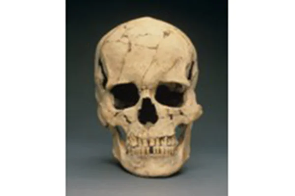 4-1.縄文人男性頭骨（岩手県宮野貝塚）