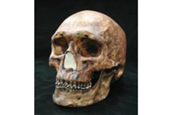 6.周口店山頂洞人101号男性頭骨レプリカ（中国）