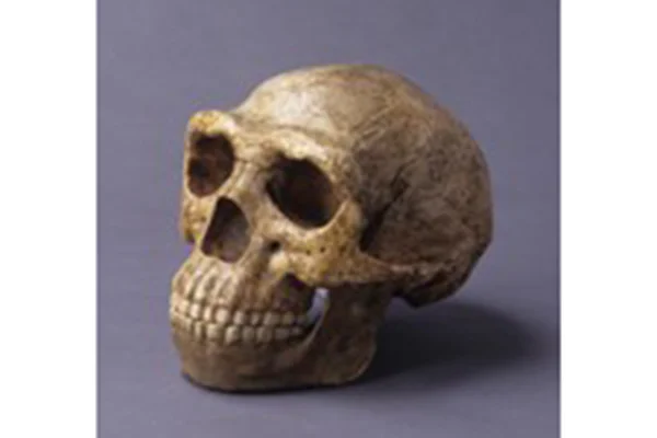 8-2.北京原人復元頭骨レプリカ（F.ワイデンライヒ復元）（中国）