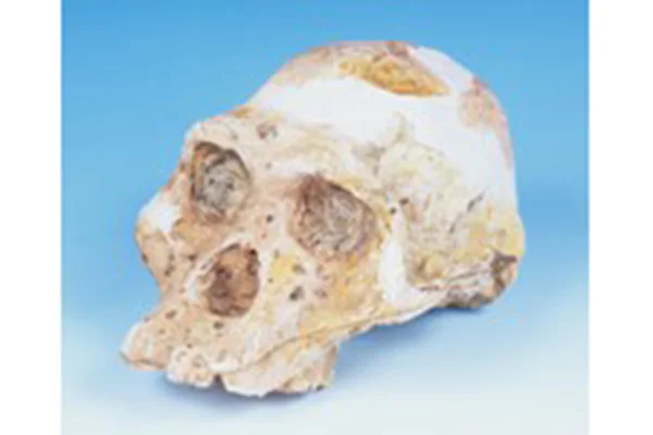 13-2.アウストラロピテクス・アフリカヌス頭骨レプリカ（南アフリカ）