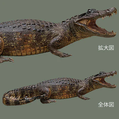 ⑤メガネカイマン