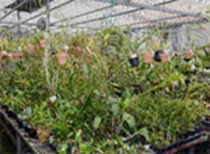 ラン植物コレクション