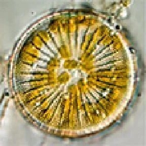 スズキケイソウ