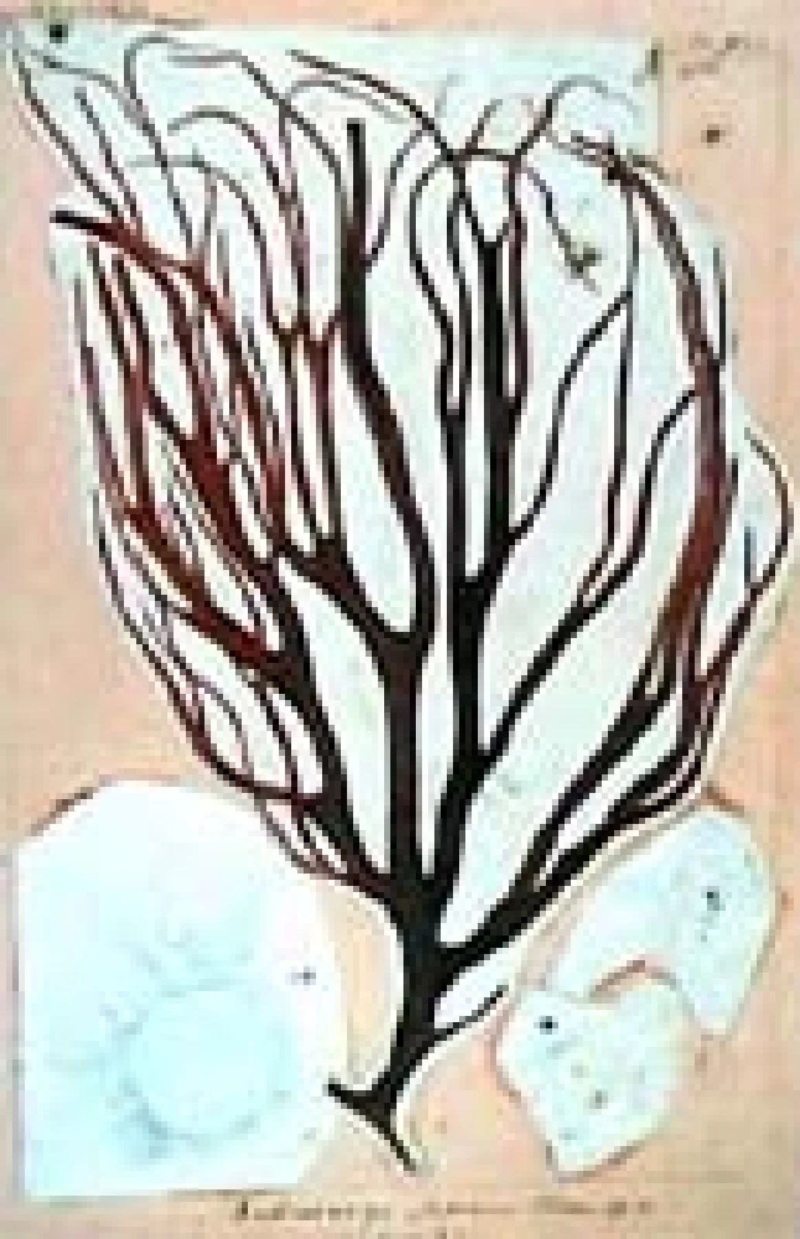 ヒビロウドDudresnaya japonica Okamura