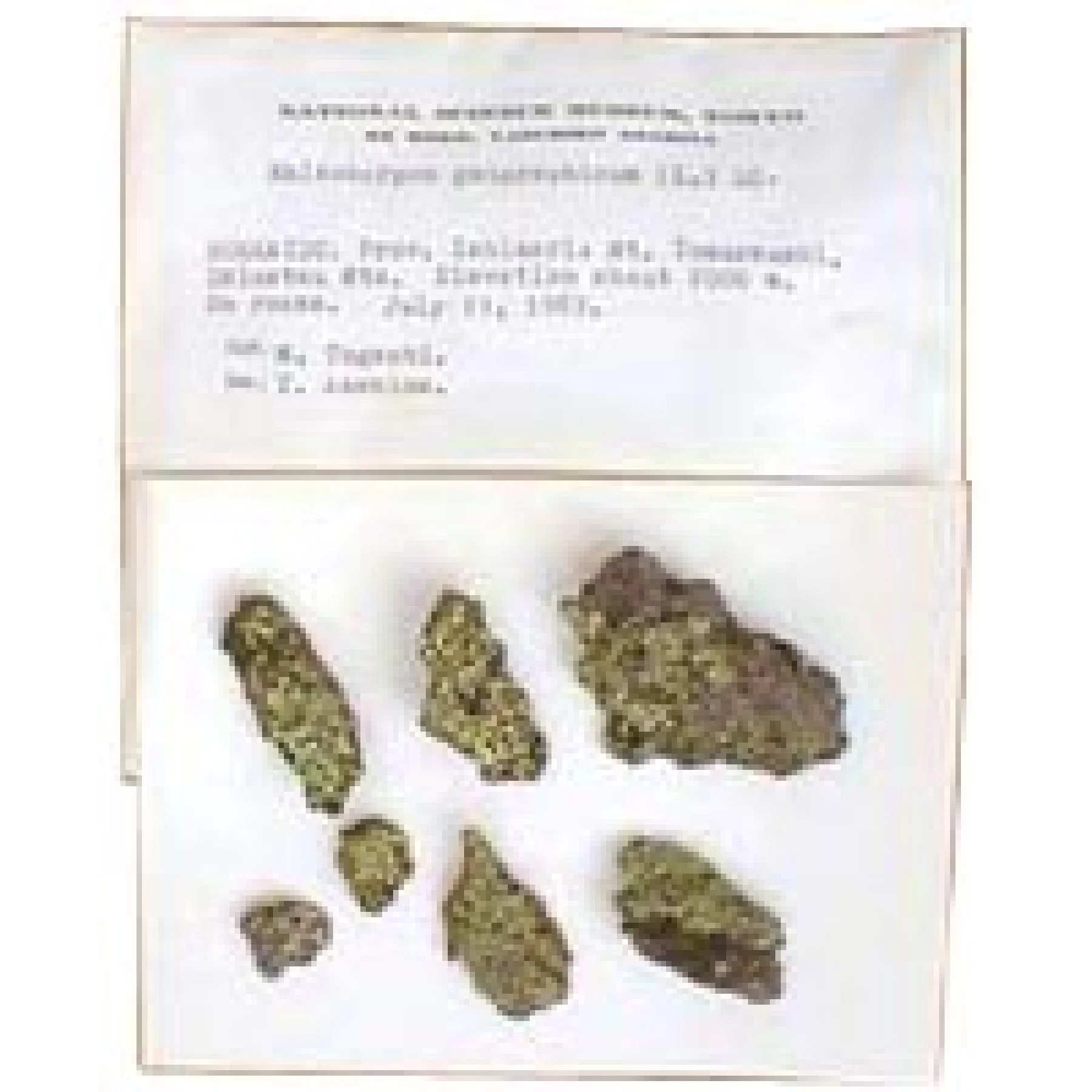 固着地衣類の標本