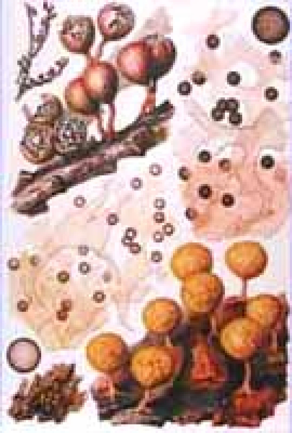 江本コレクションの原色図