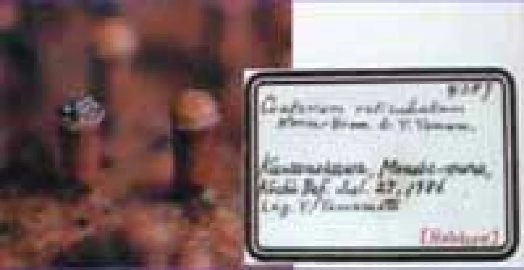 アミサカズキホコリの基準標本