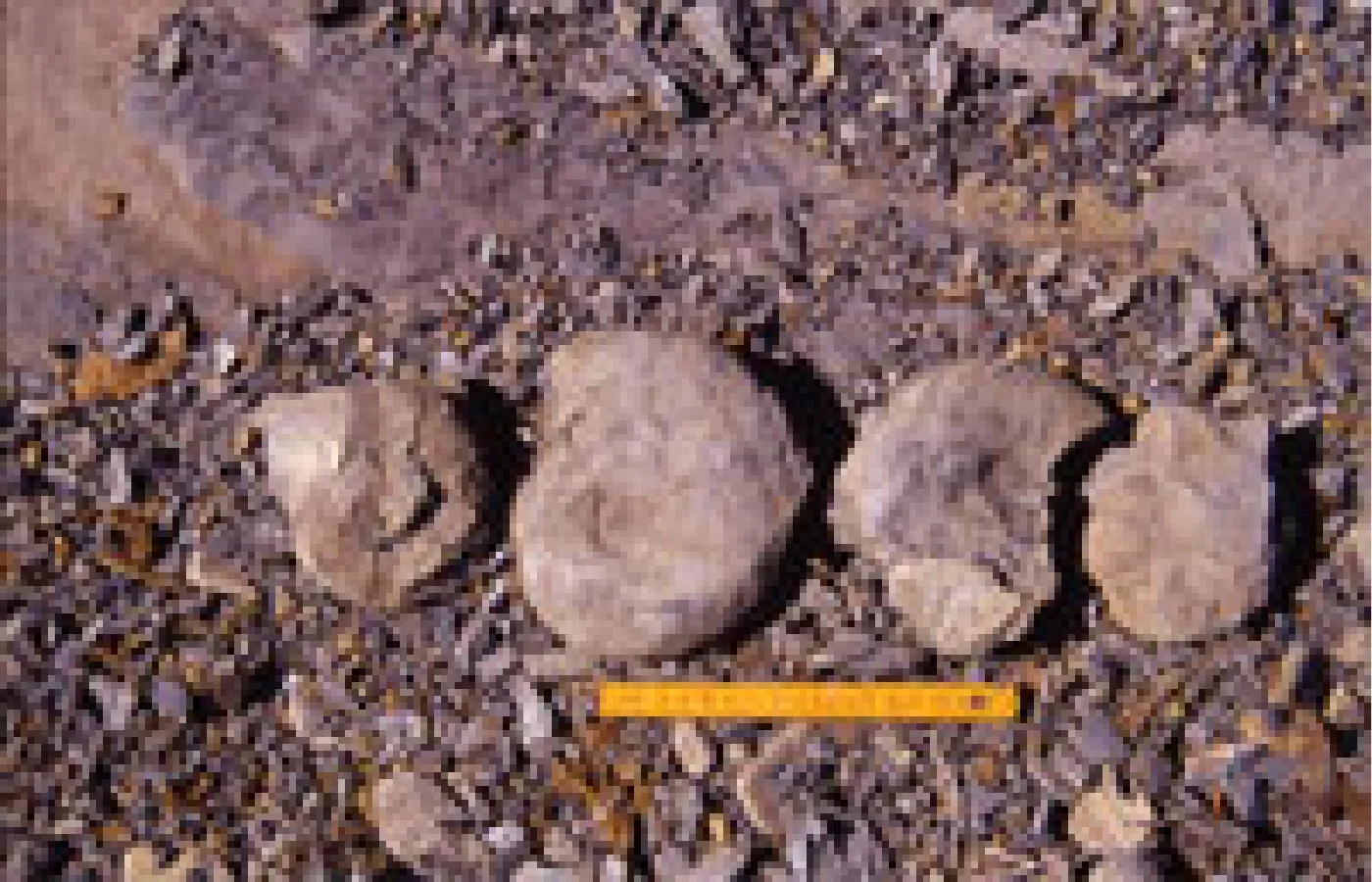 三畳紀のアンモナイト