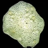 海綿動物（星野コレクション）