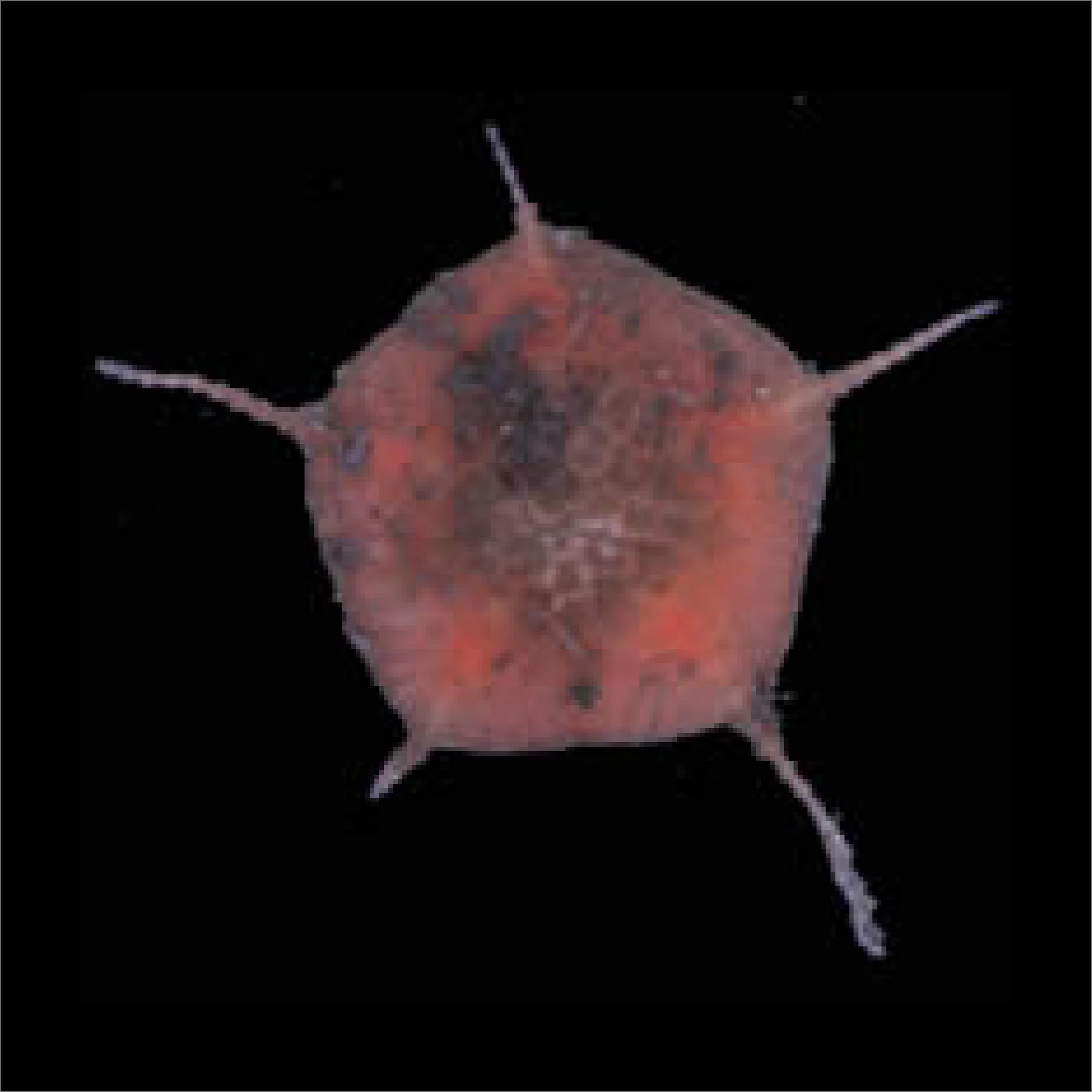 ワニカワハスノハクモヒトデ