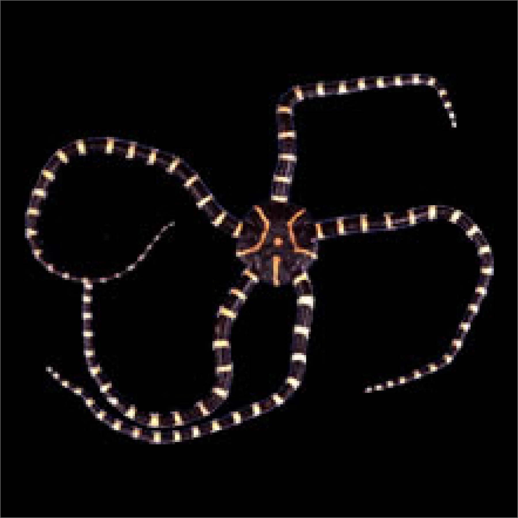 トラフクモヒトデ