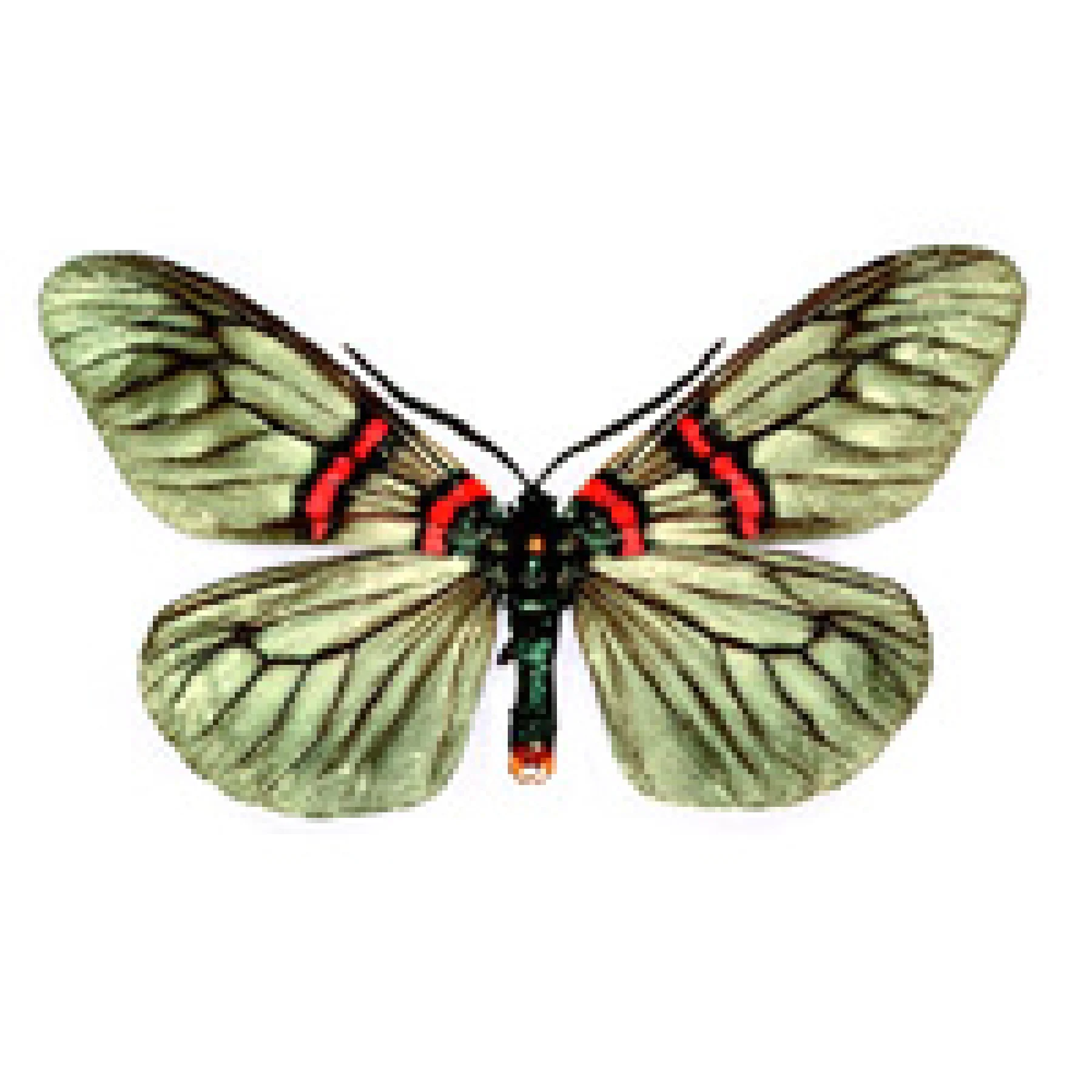 ヒゲナガウスバツバメガ