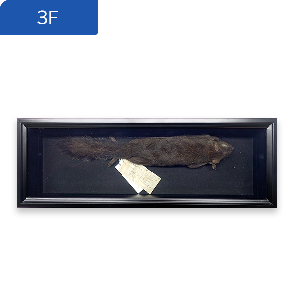 06ニホンオオカミ