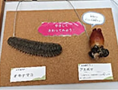 海の骨なしどうぶつの世界展示物（標本展示3）