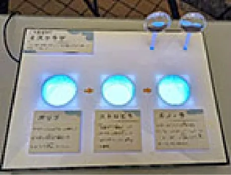 海の骨なしどうぶつの世界展示物（標本展示2）