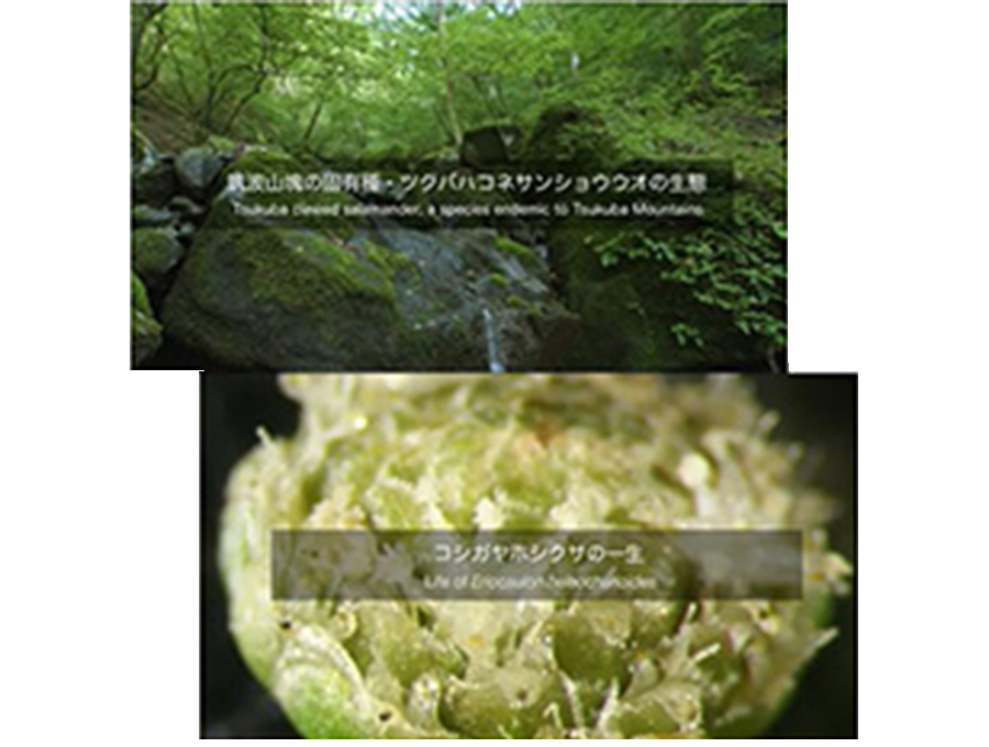 映像コンテンツ