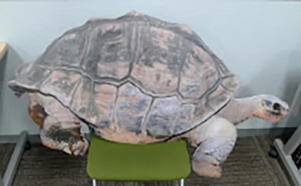 ガラパゴスゾウガメパネル