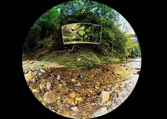 Scene 1　渓流沿いの植物