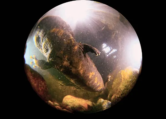 Scene 2　世界最大級の両生類