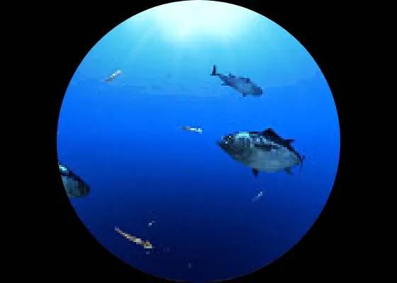 Scene 3 スルメイカとマグロ